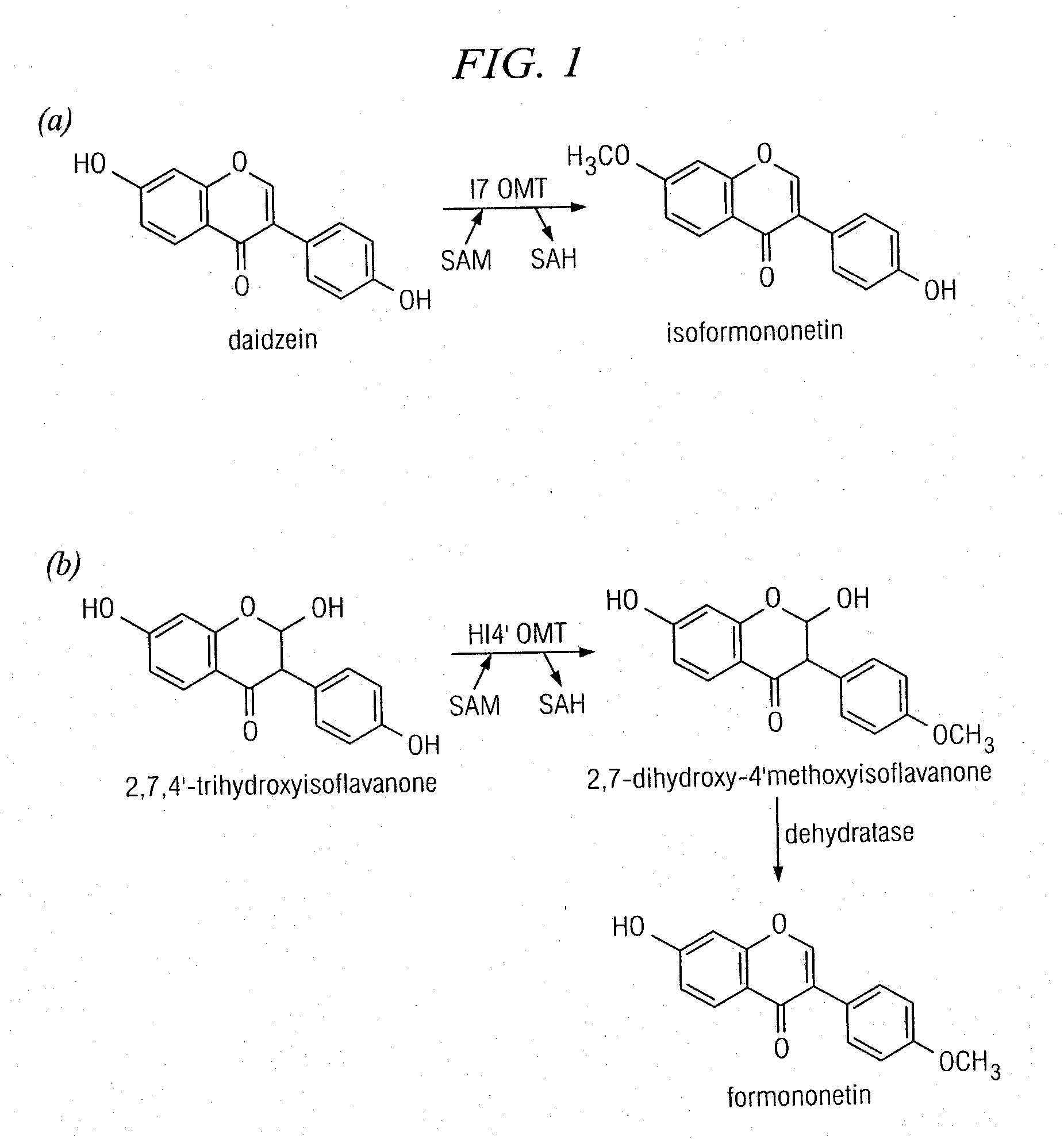 Plant isoflavone and isoflavanone o-methyltransferase genes