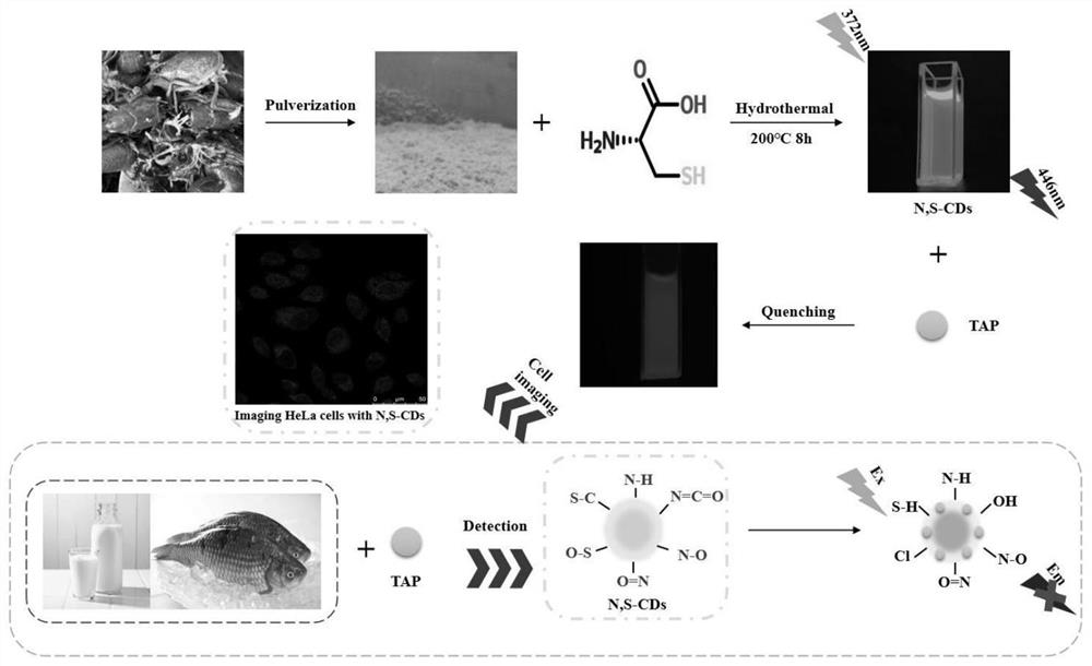 A kind of carbon quantum dot fluorescent probe and method for detecting thiamphenicol content