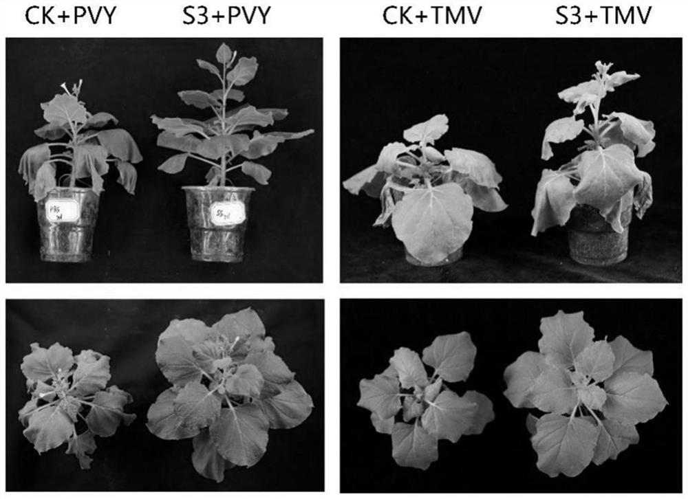 Novel application of prodigiosin in resisting potato Y viruses