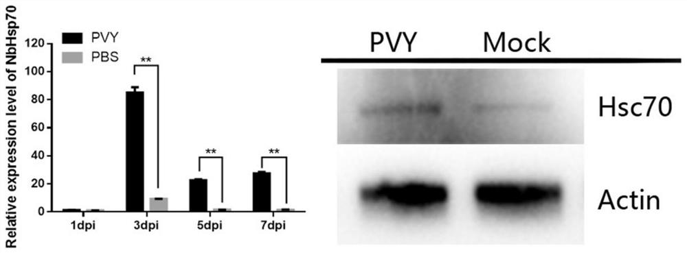 Novel application of prodigiosin in resisting potato Y viruses