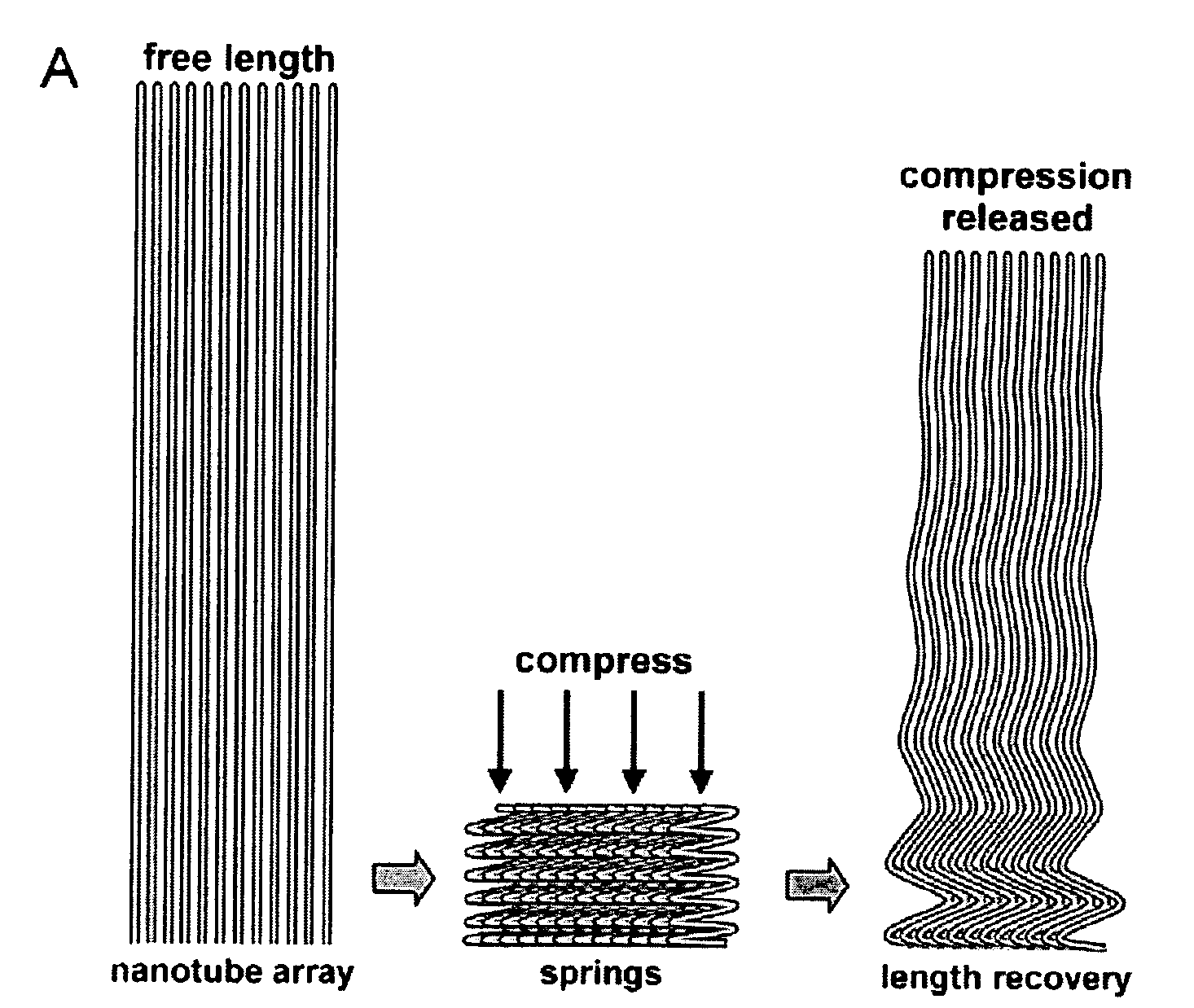 Super-compressible carbon nanotube films and micro-bundles