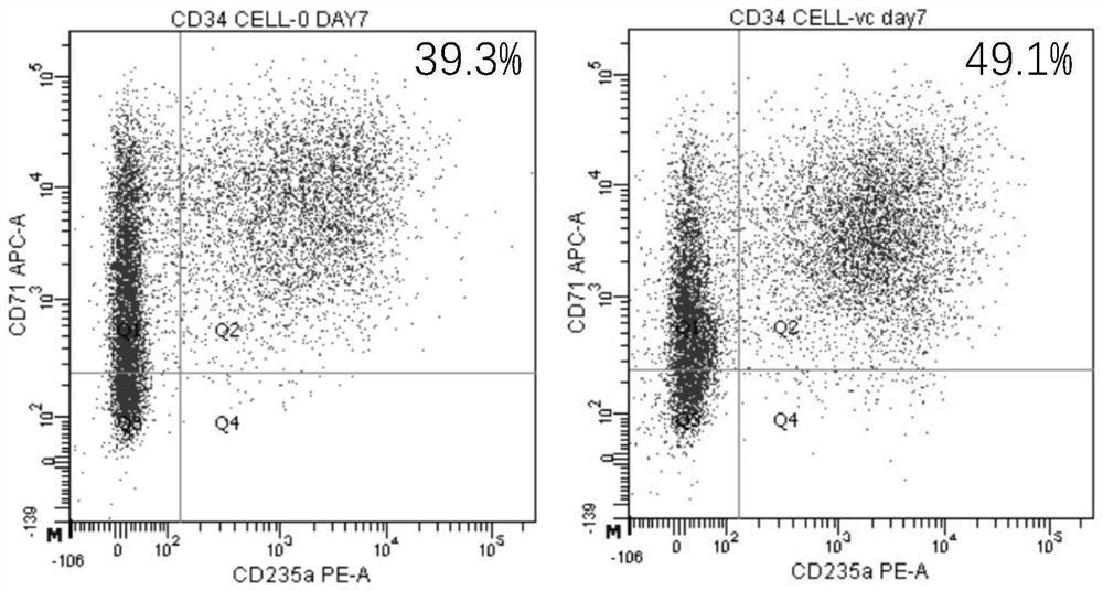 Application of Vc derivative in promoting erythrocyte regeneration and product