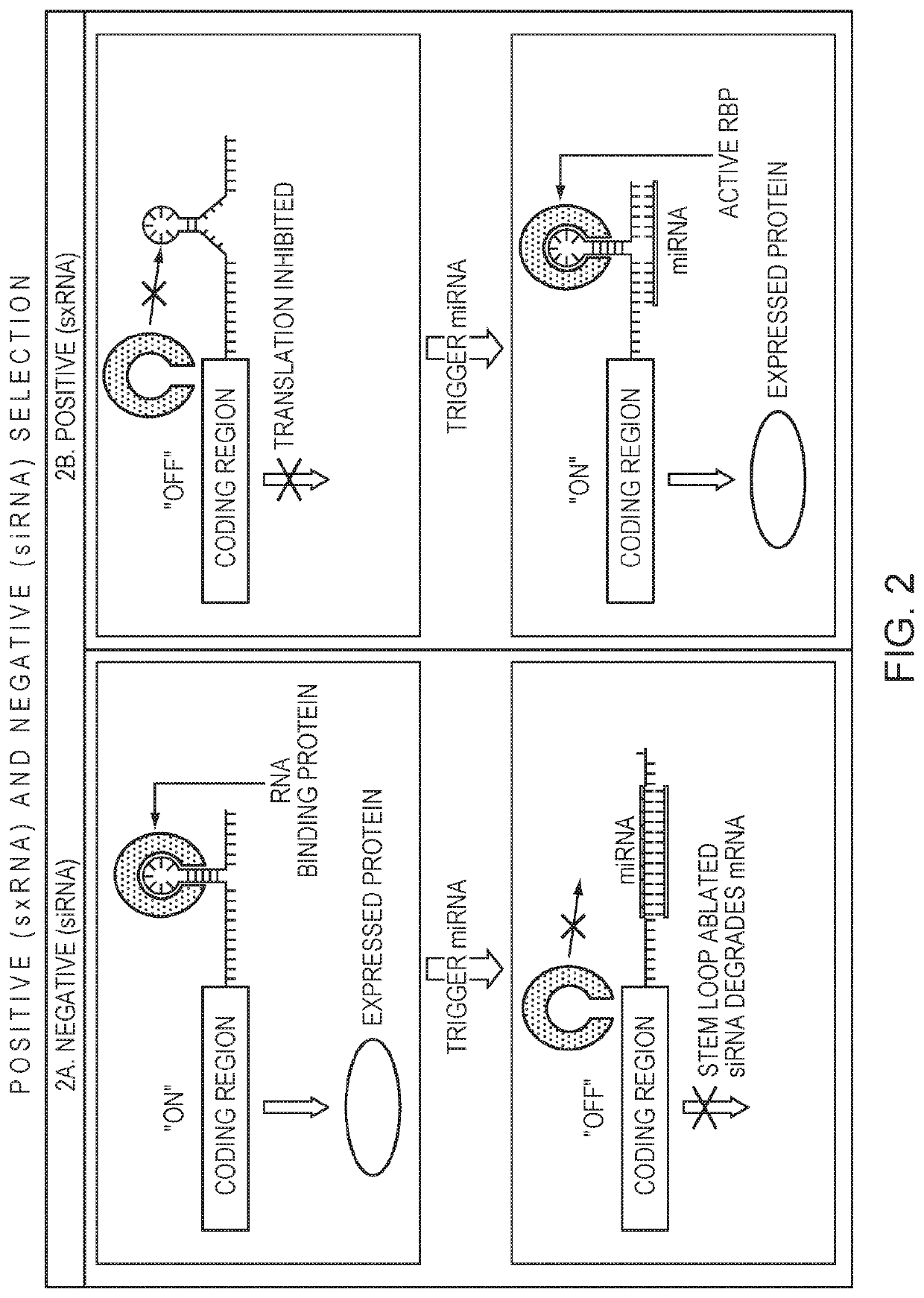 Methods and compositions for use of non-coding RNA in cell culturing and selection