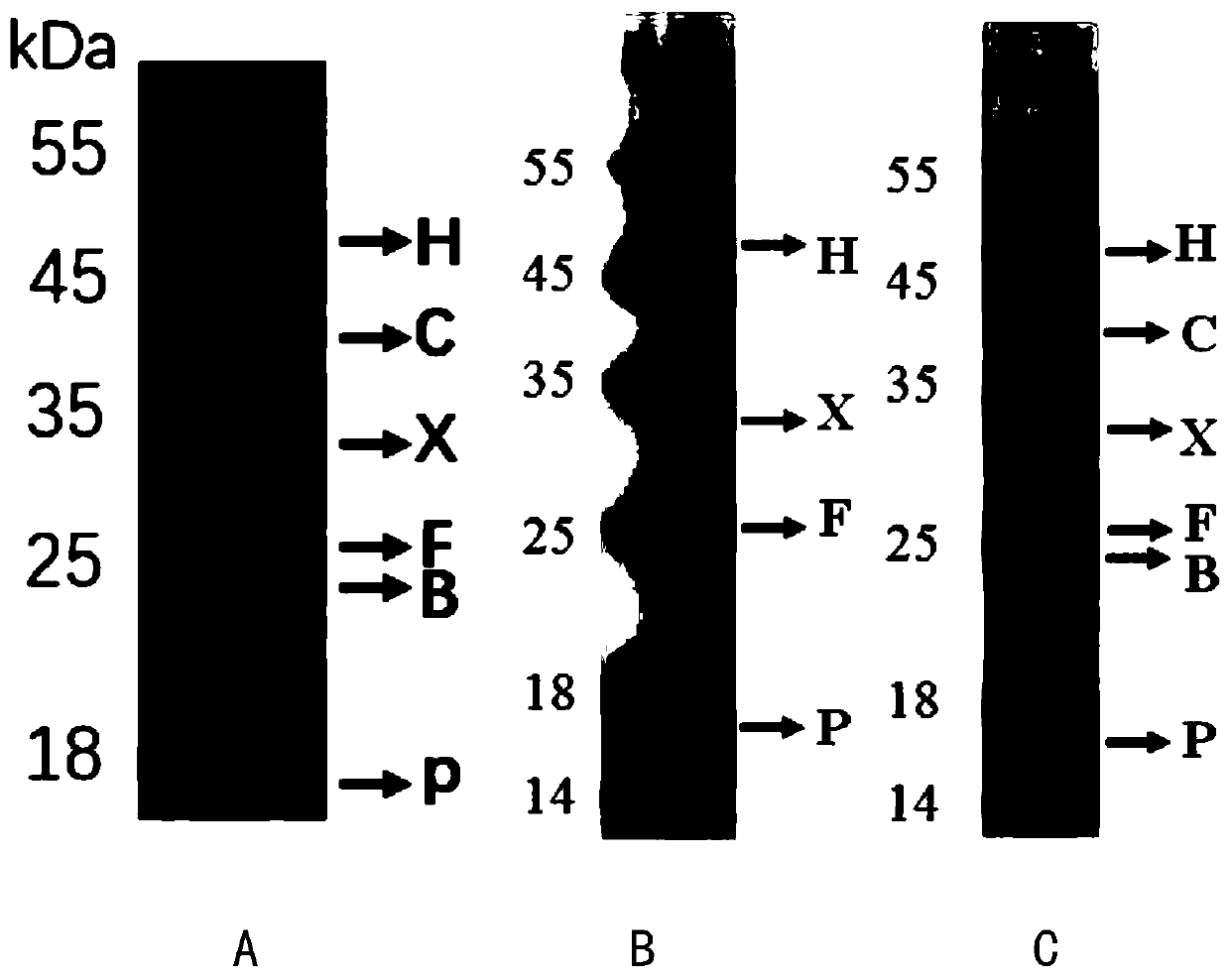 Recombinant escherichia coli for producing melatonin, and construction method and application of recombinant escherichia coli