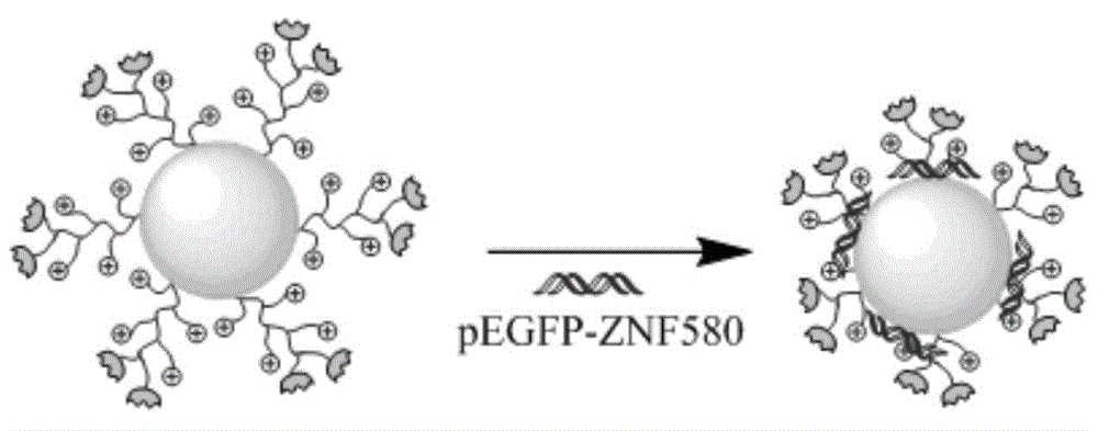 Targeting triblock copolymer containing morpholine-2,5-dione derivative copolymer, preparation method and application