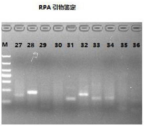 RT-RPA primer pair, probe, kit and detection method for detecting cat coronavirus