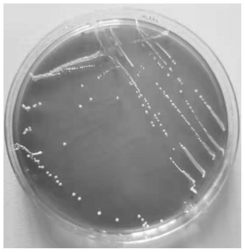 Lactobacillus plantarum and application thereof in producing phenyllactic acid
