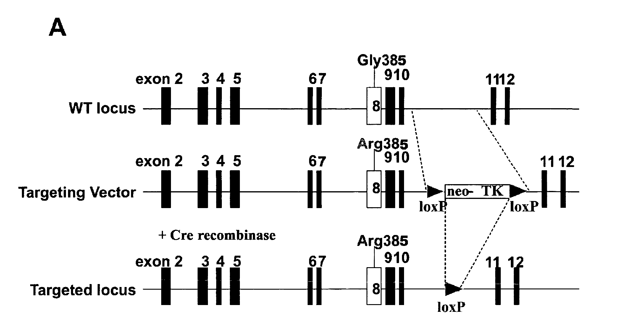 Rodent cancer model for human fgfr4 arg388 polymorphism