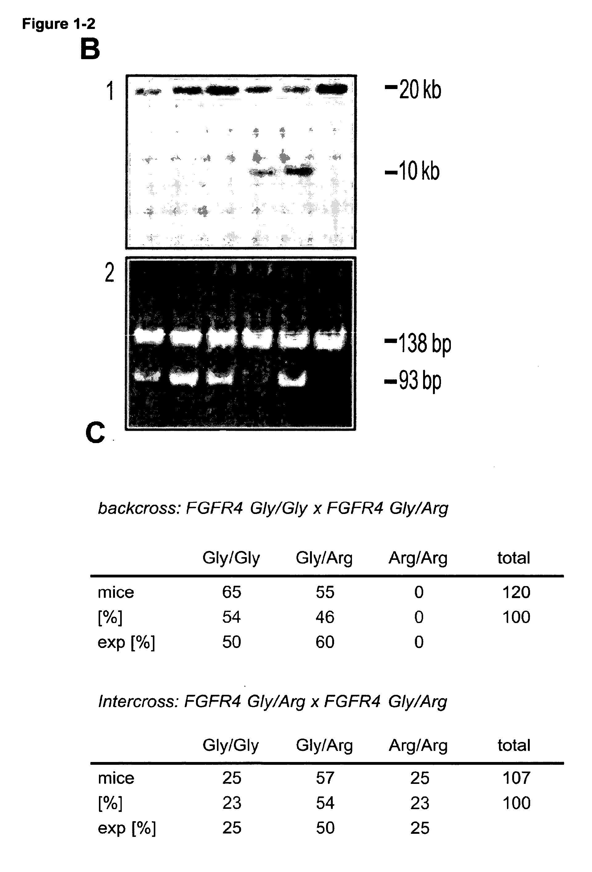 Rodent cancer model for human fgfr4 arg388 polymorphism