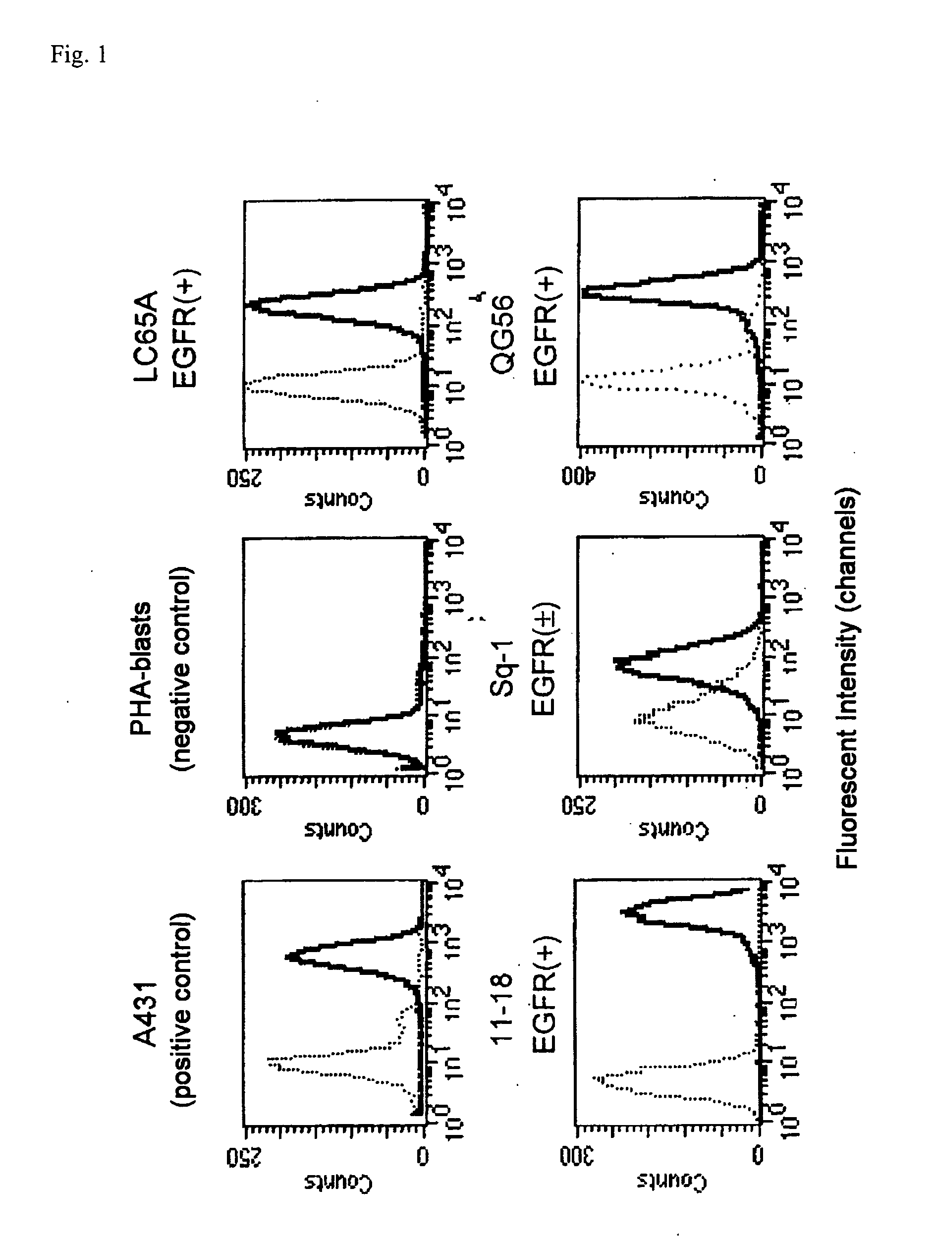 Epidermal Growth Factor Receptor-Derived Peptides