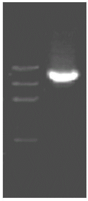 Hansenula polymorpha expression system, hansenula polymorpha construction method and application of hansenula polymorpha