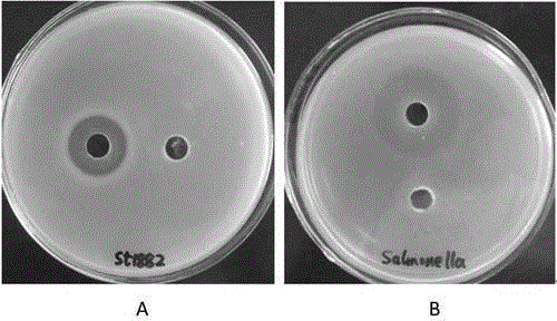 Preparation method and application of bacillus antibacterial peptide
