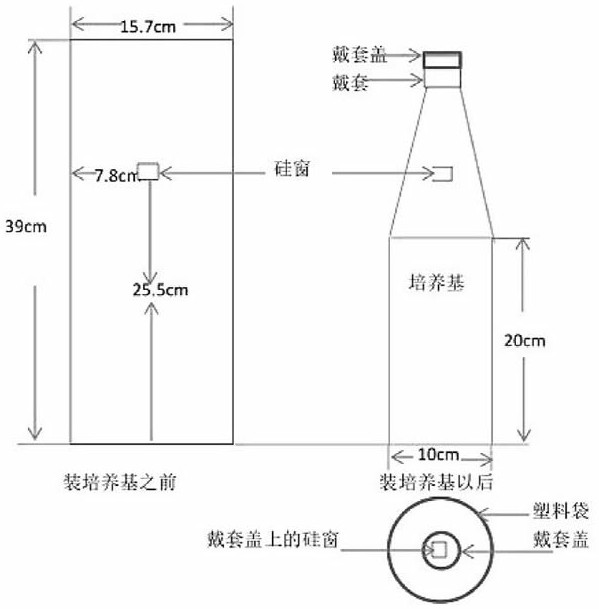 Method for Cultivating Pleurotus eryngii by Solid Fermentation of Burdock