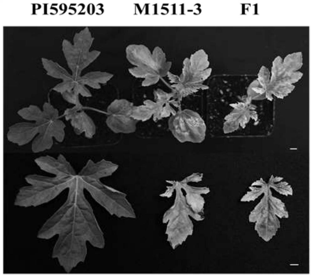 Single nucleotide polymorphism (SNP) molecular marker for resistance identification of cucumber green mottle mosaic virus disease in watermelon and application of molecular marker