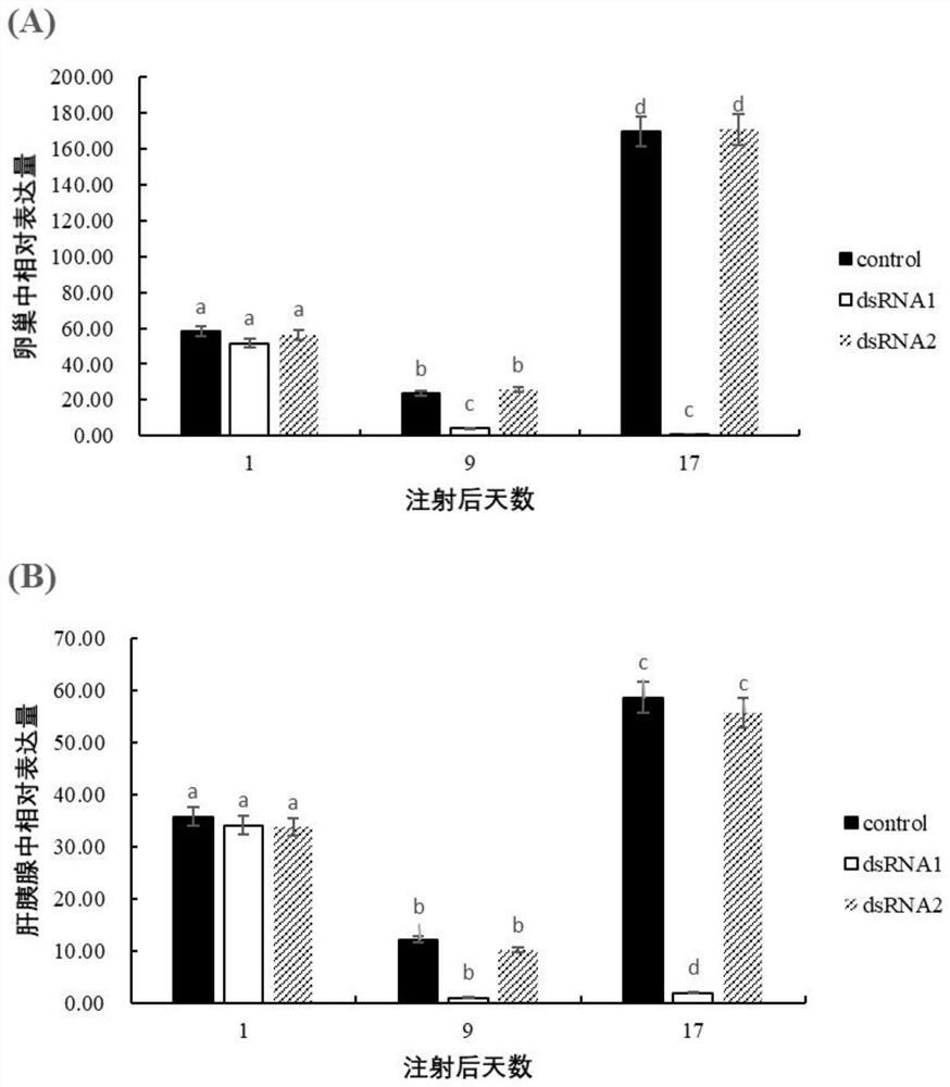 Freshwater shrimp legumain-like gene and application of dsRNA of freshwater shrimp legumain-like gene