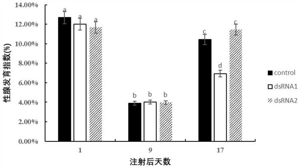 Freshwater shrimp legumain-like gene and application of dsRNA of freshwater shrimp legumain-like gene