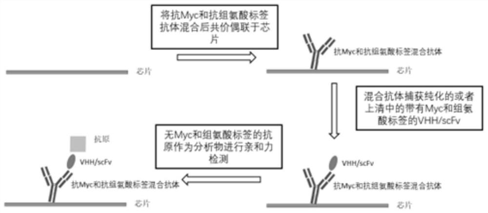 Method for screening VHH/scFv by using mixed antibody capture method