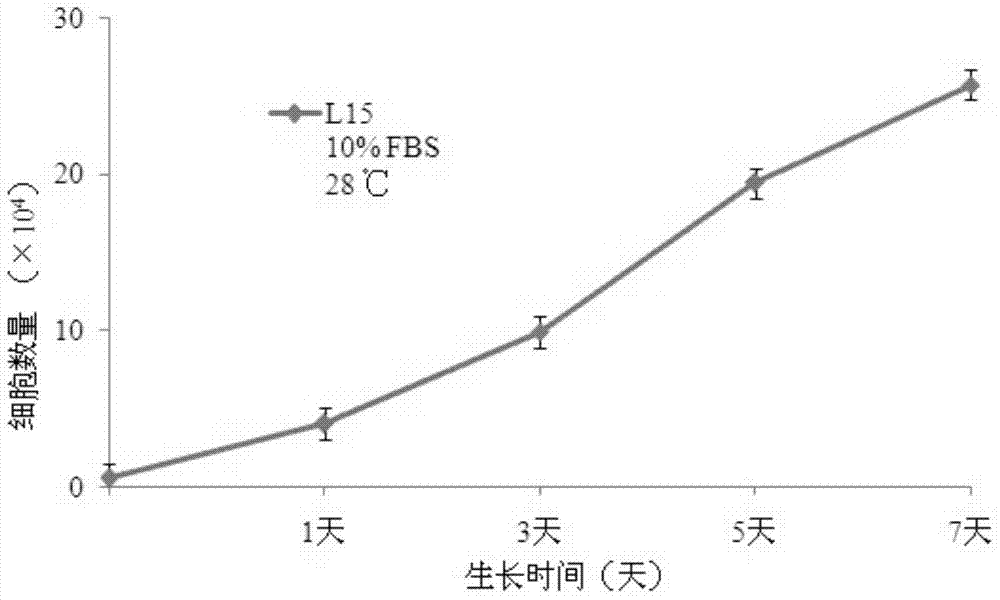 Pseudosciaena crocea head kidney cell line and construction method thereof