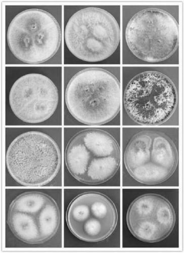 PCR identification method for entomopathogenic fungi in orange habenaria
