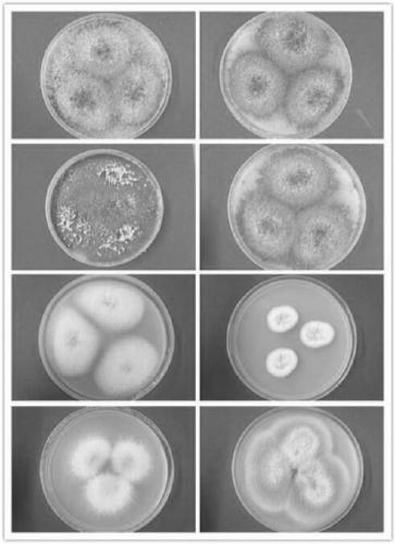 PCR identification method for entomopathogenic fungi in orange habenaria