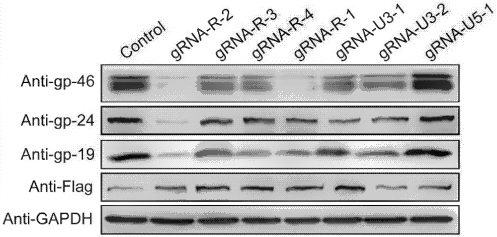 GRNA (guide Ribonucleic Acid) sequence capable of effectively knocking out CRISPR/Cas9 (Clustered regularly interspaced short palindromic repeats/CRISPR associated protein 9) of HTLV-1 (Human T-cell Leukemia Virus type 1) virus genome