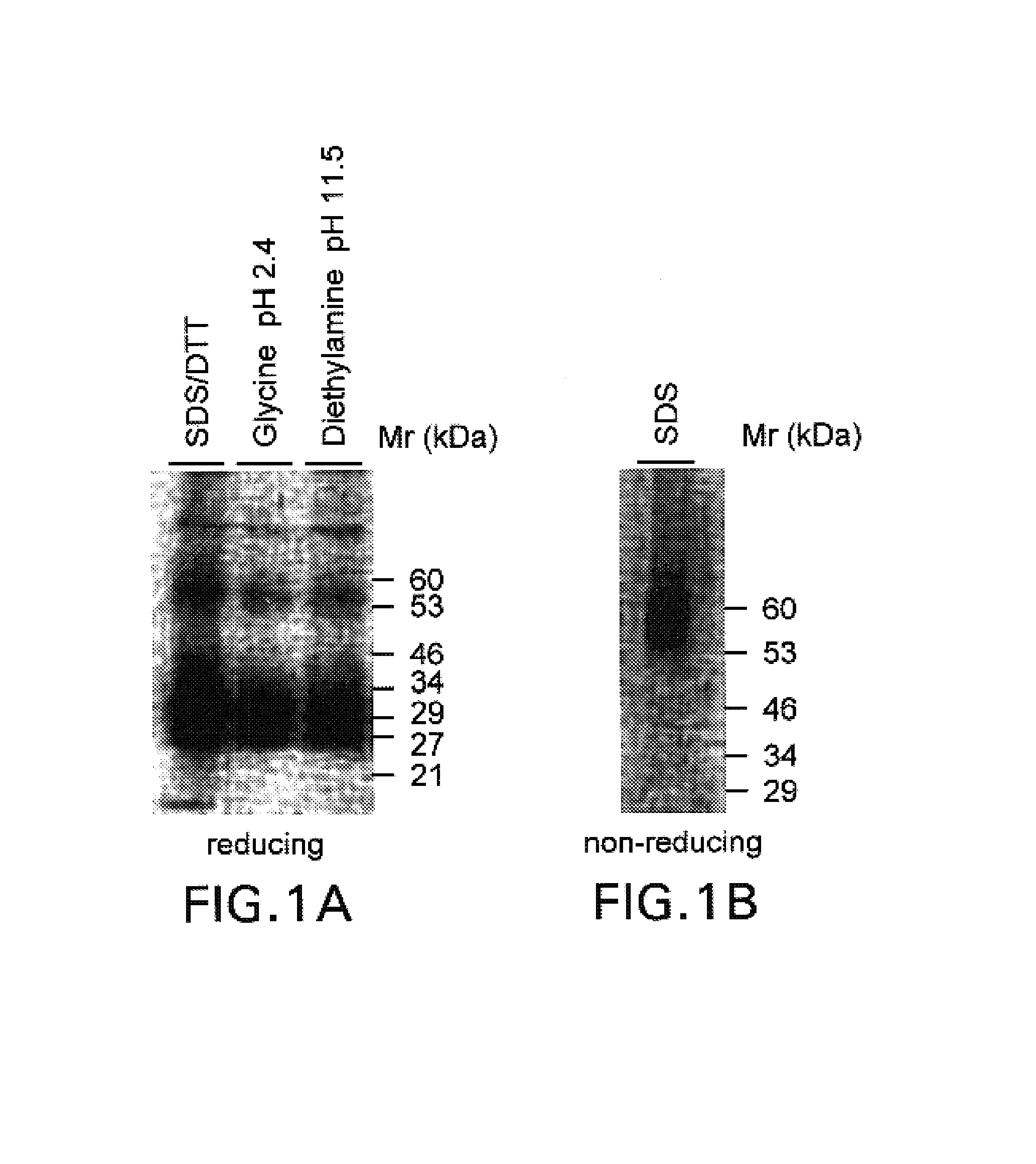 Methods of modulating T lymphocyte costimulation with an antibody to an 8F4 polypeptide