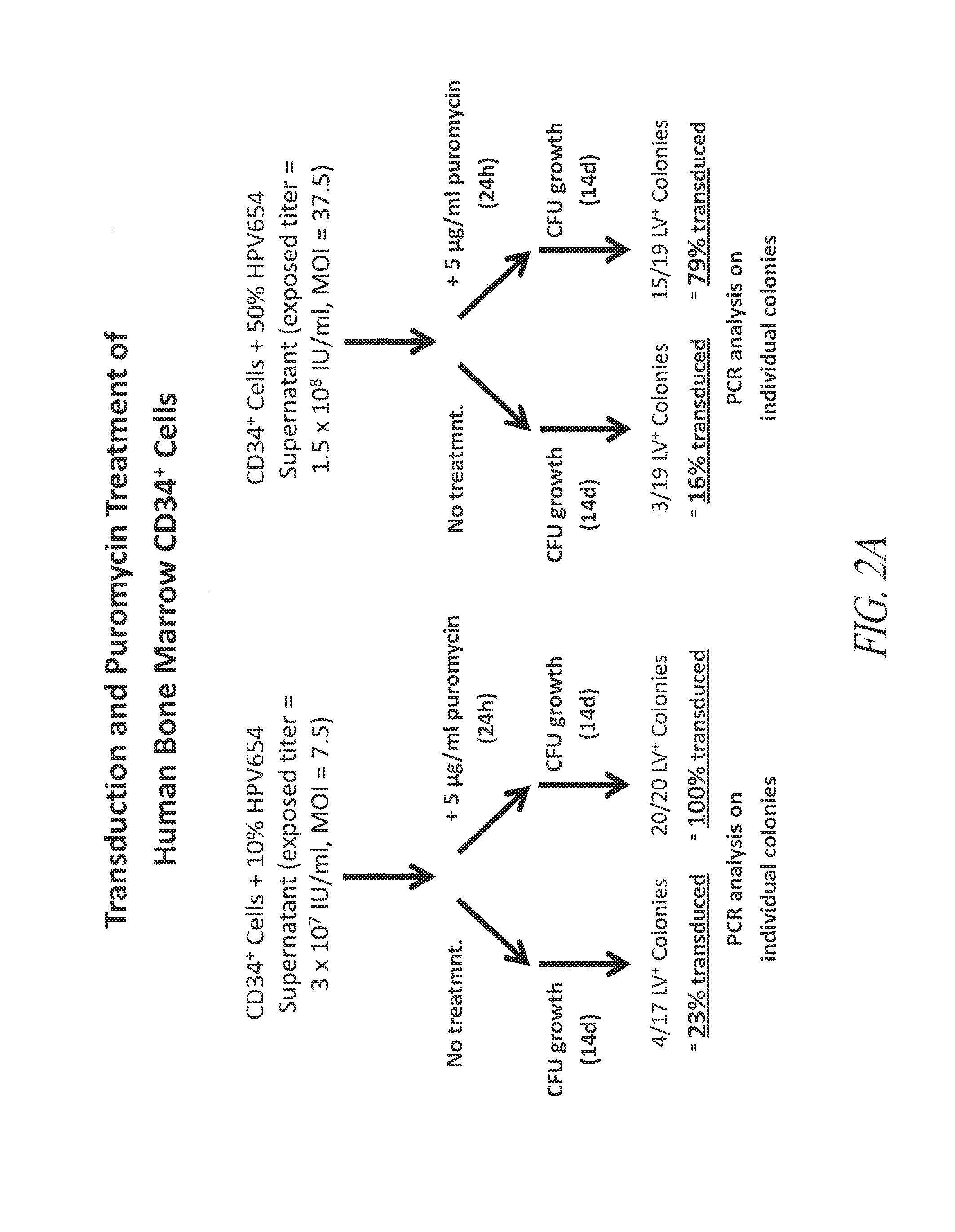 Methods for enhancing the delivery of gene-transduced cells