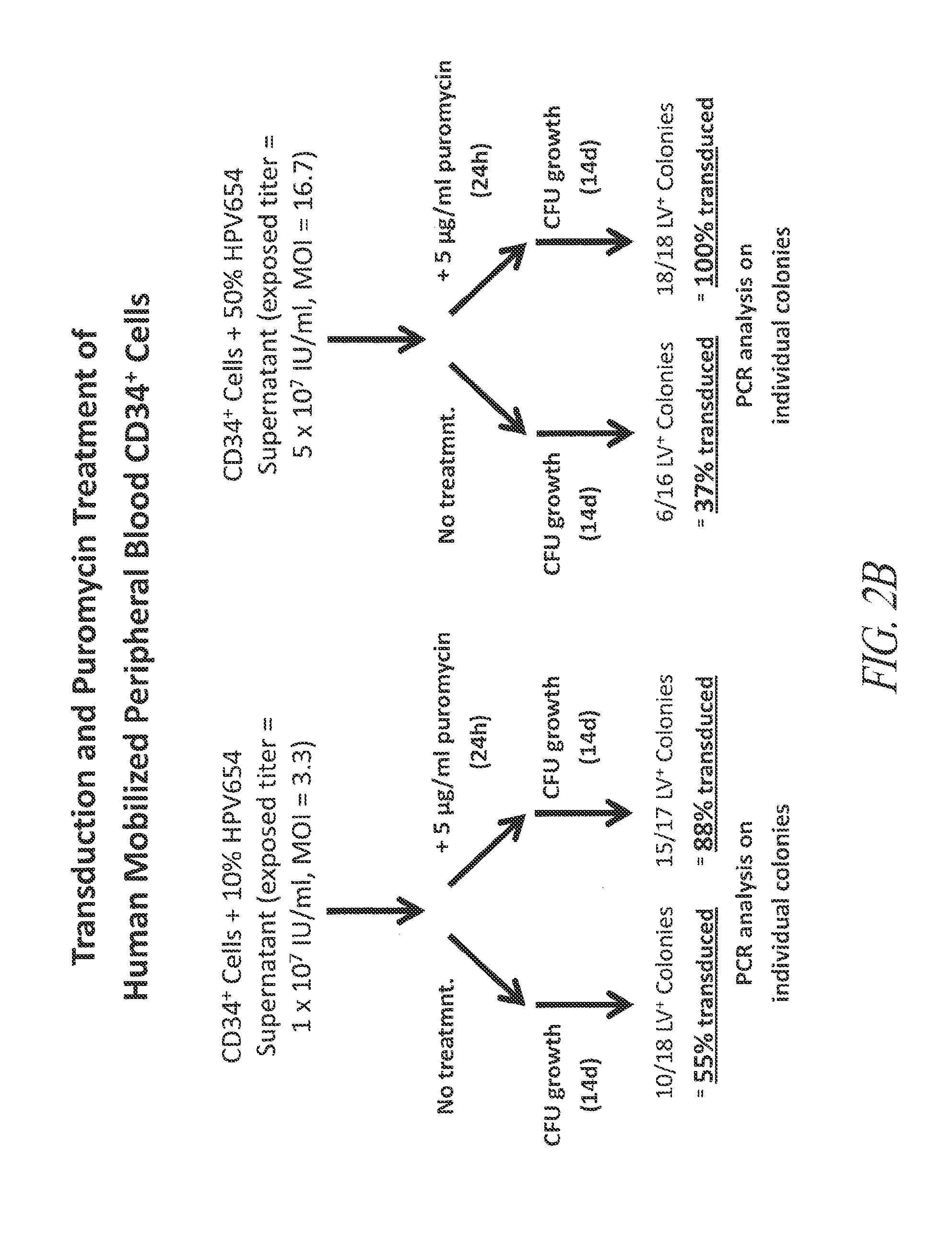 Methods for enhancing the delivery of gene-transduced cells