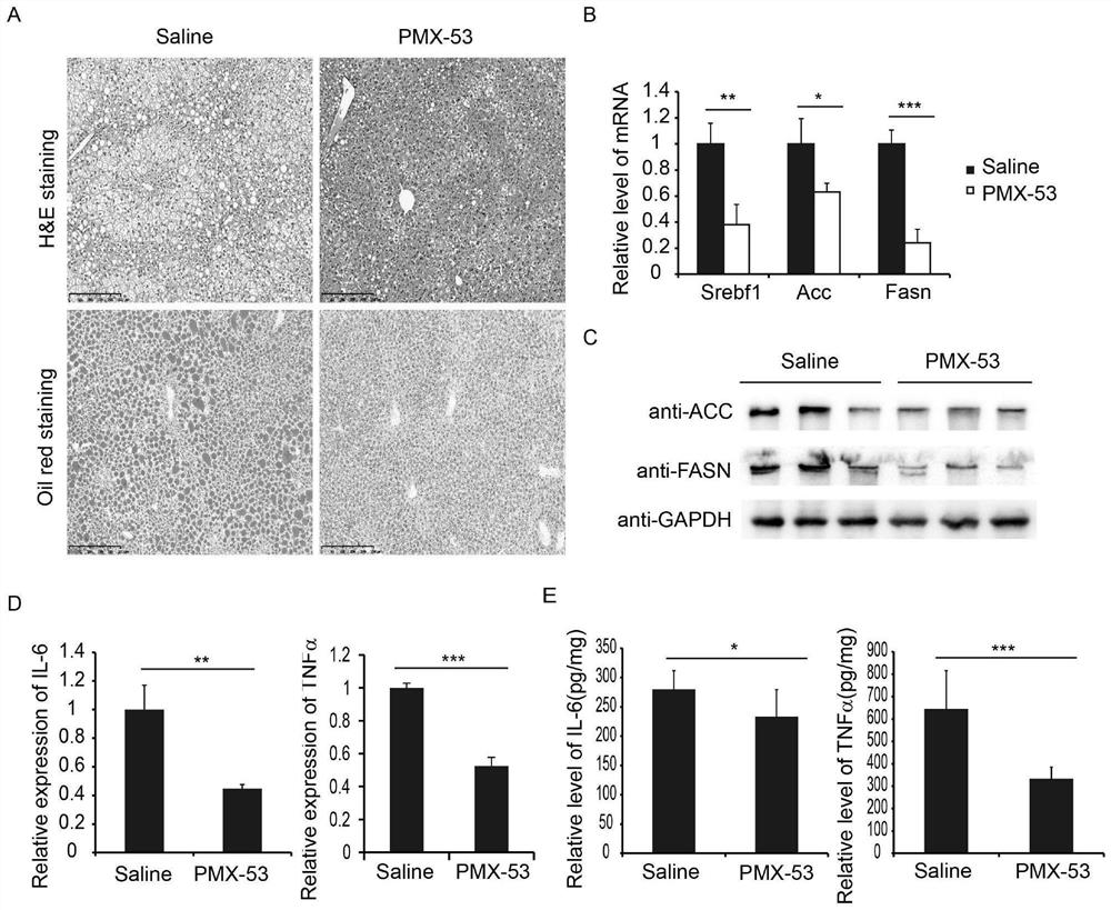 Application of PMX-53 polypeptide in preparation of medicine for treating non-alcoholic steatohepatitis