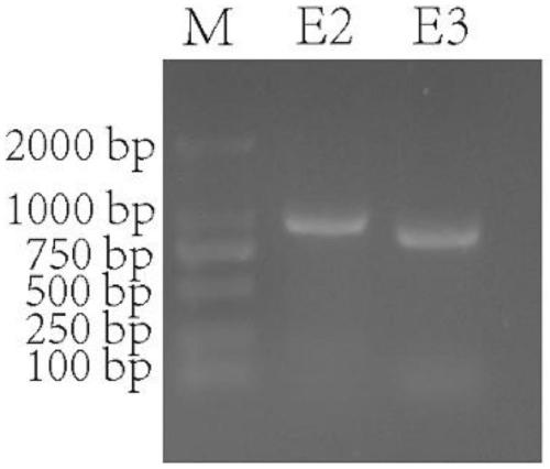 Application of ANGPTL5 gene as bovine backfat thickness molecular marker and detection method