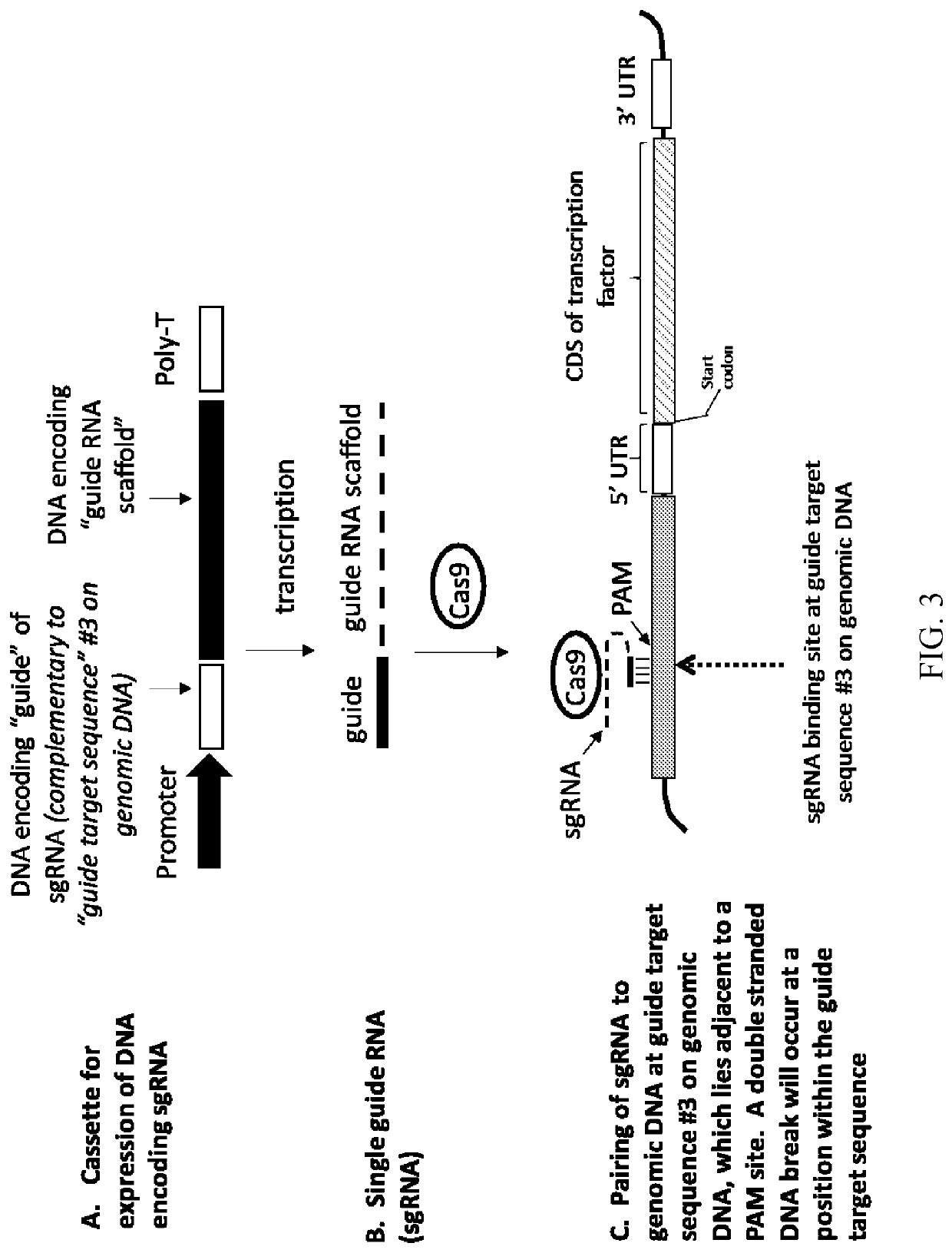 Modified plants comprising a polynucleotide comprising a non-cognate promoter operably linked to a coding sequence that encodes a transcription factor