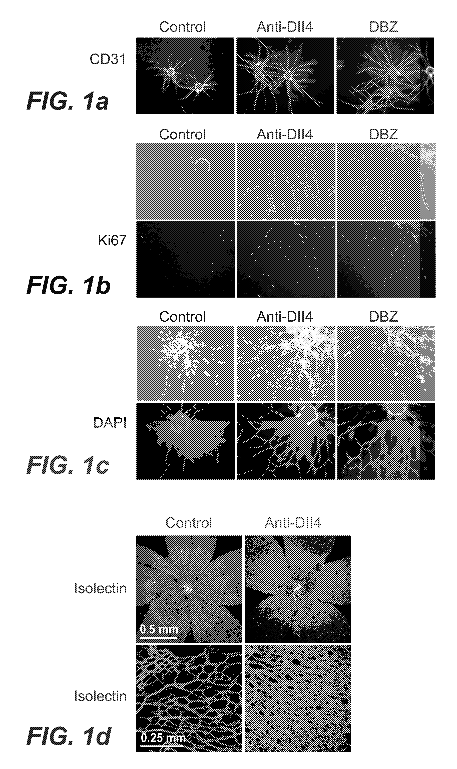 Compositions and methods for modulating vascular development