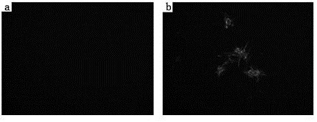 Bivalent live vaccine for bovine viral diarrhea and infectious bovine rhinotracheitis and preparation method of bivalent live vaccine