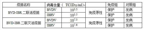 Bivalent live vaccine for bovine viral diarrhea and infectious bovine rhinotracheitis and preparation method of bivalent live vaccine