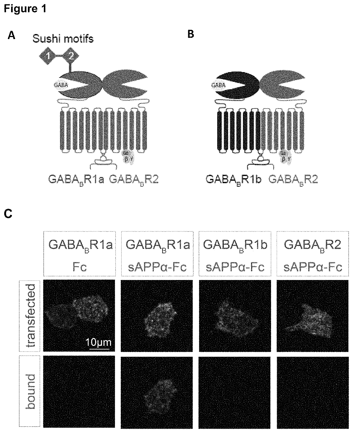 Therapeutic agents for neurological and psychiatric disorders