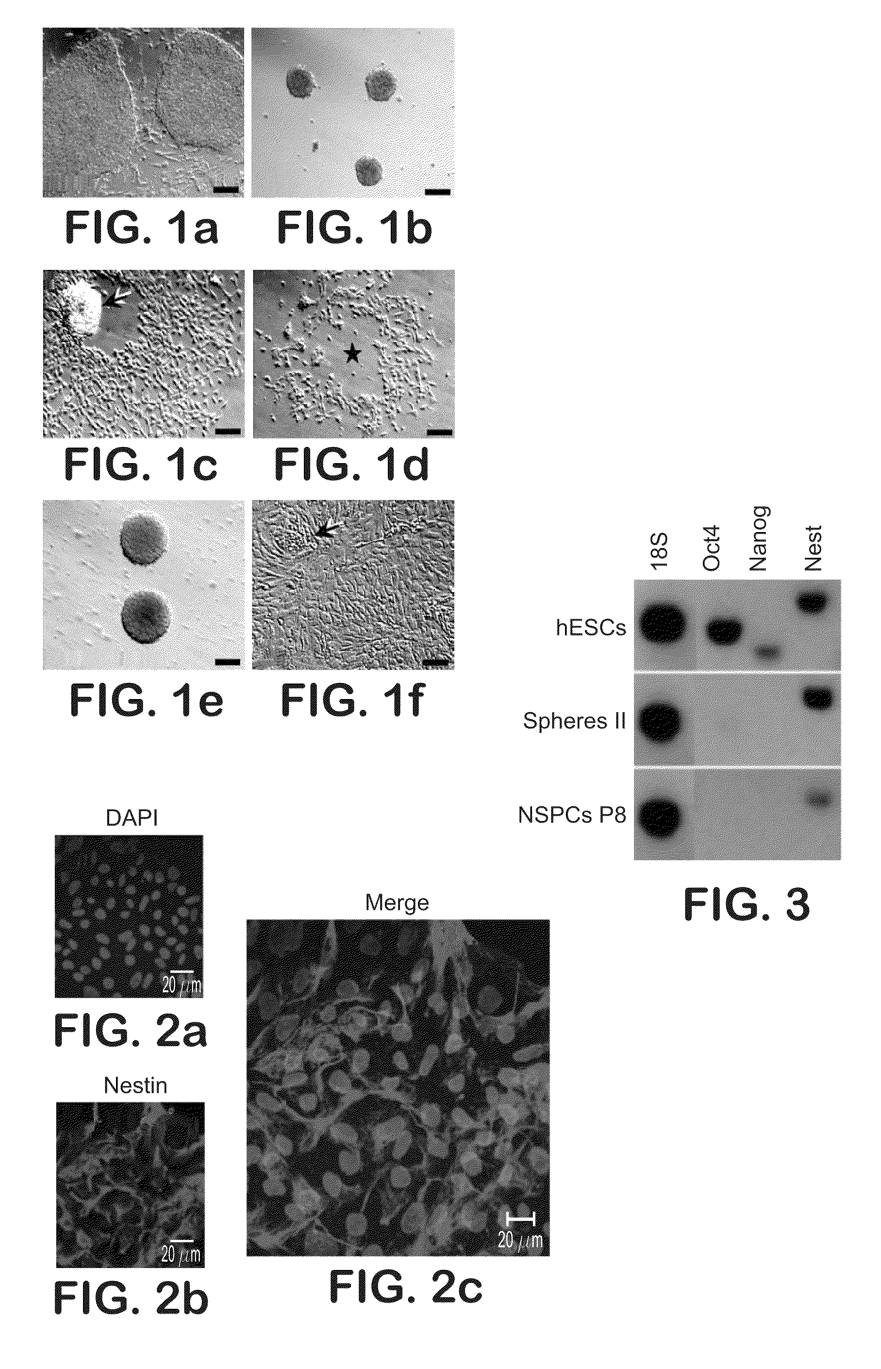 Derivation of neural stem cells from embryonic stem cells and methods of use thereof