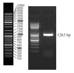 cDNA full-length sequence of paralichthys olivaceus mode recognition receptor TLR8 and application thereof