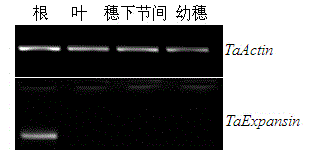 Promoter of wheat root specific expression expansin gene and application thereof