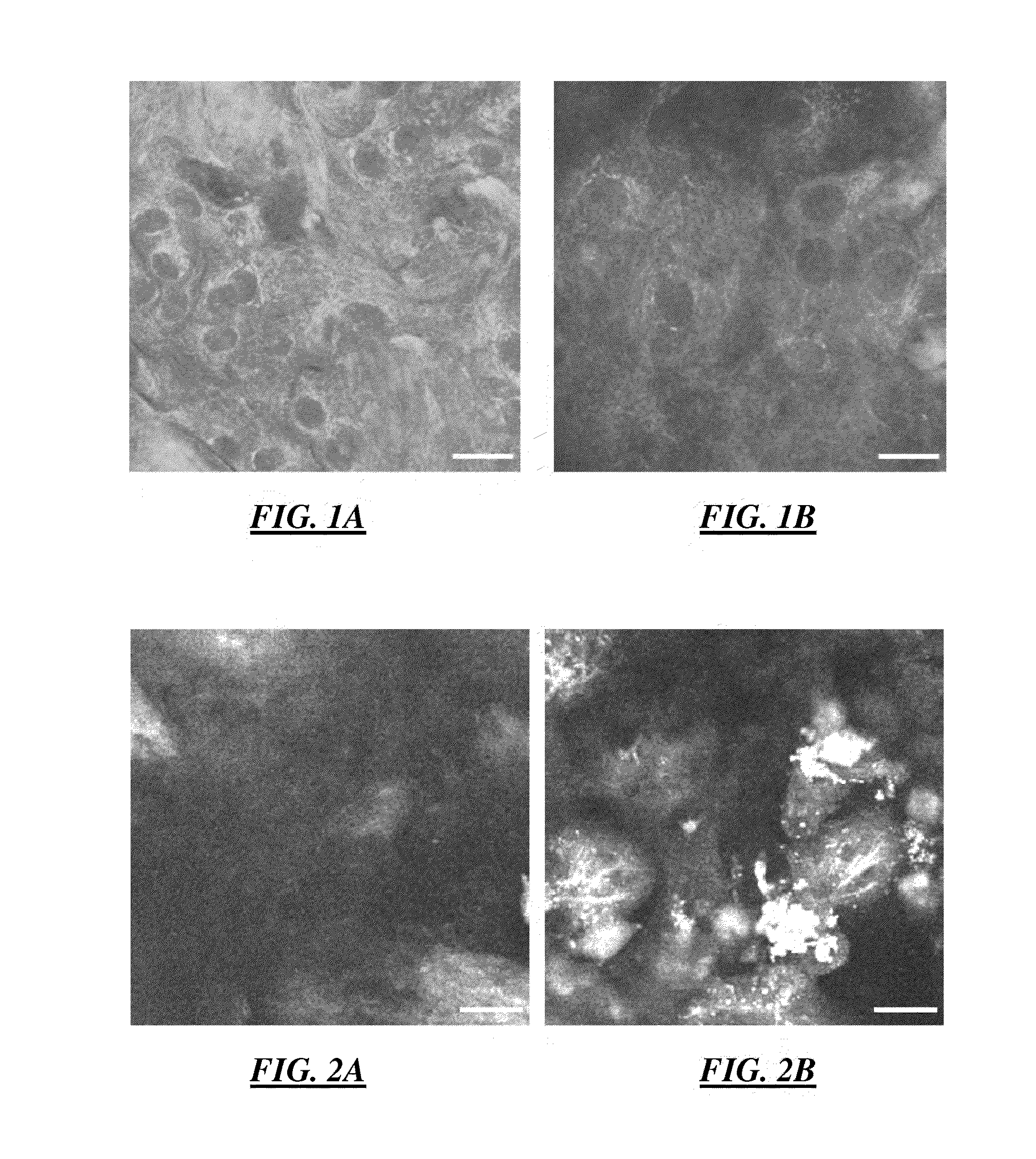 Method Of Determining The Viability Of At Least One Cell