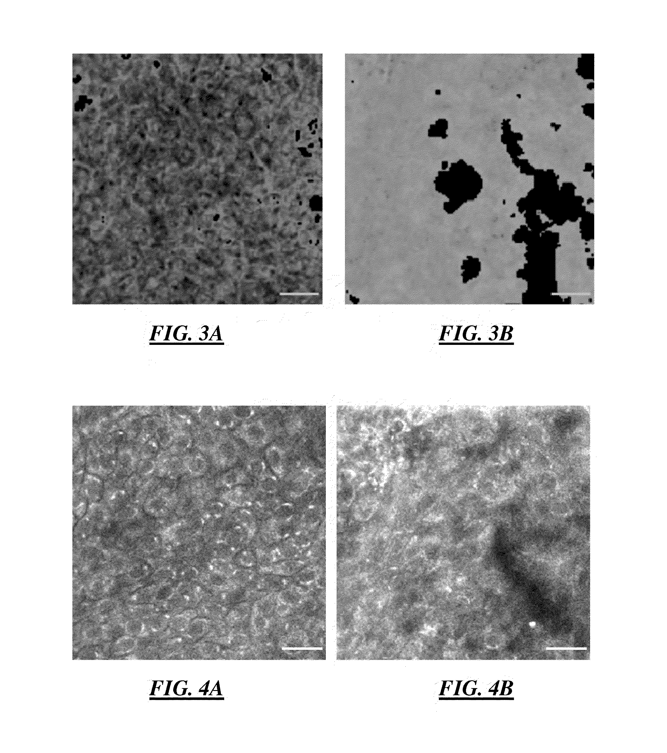 Method Of Determining The Viability Of At Least One Cell