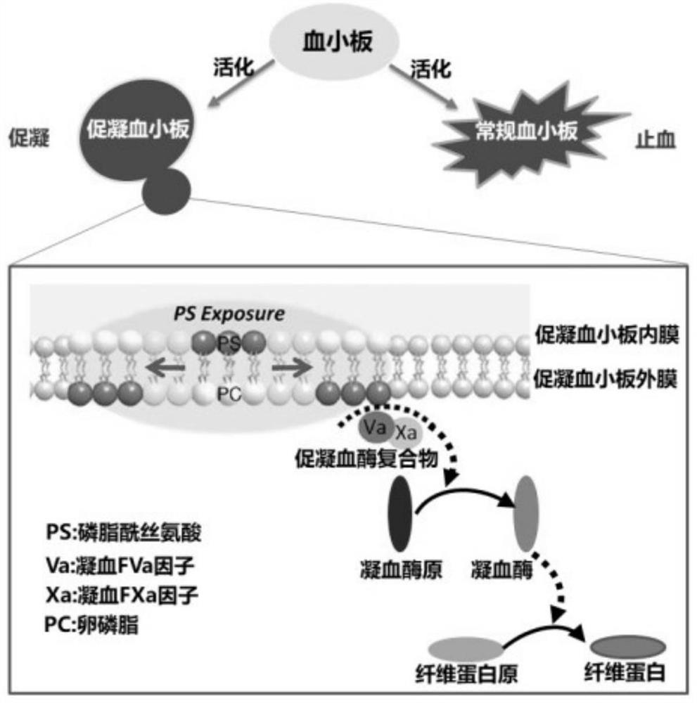 Recombinant hirudin fusion protein with targeting and long-acting functions and coding gene and application thereof