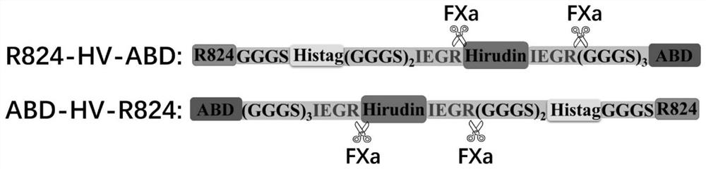 Recombinant hirudin fusion protein with targeting and long-acting functions and coding gene and application thereof