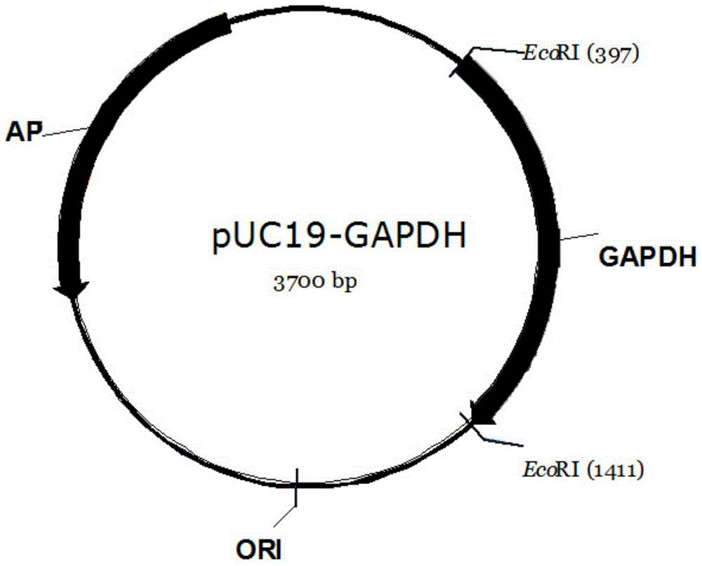 Application and kit of gene ikzf3 in preparation of lung cancer diagnostic kit