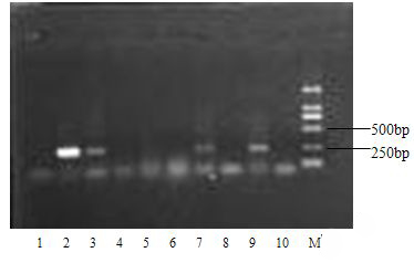 Method for detecting canine distemper virus by using one-step RT-PCR method