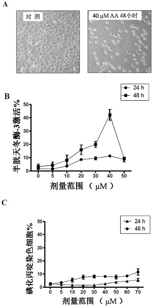 Pharmaceutical compositions of anisomelic acid and the use thereof