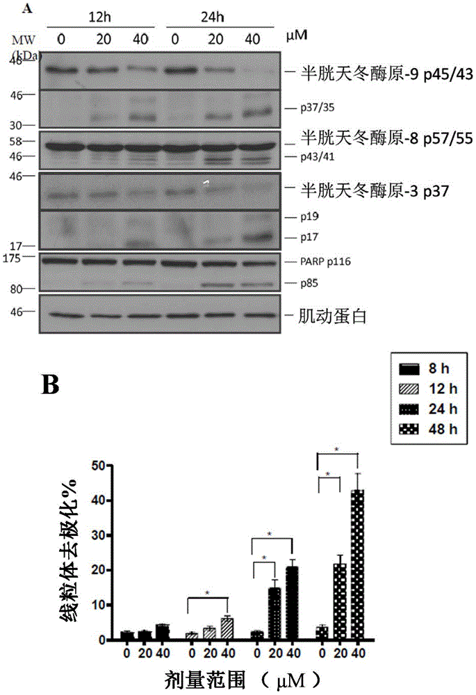 Pharmaceutical compositions of anisomelic acid and the use thereof