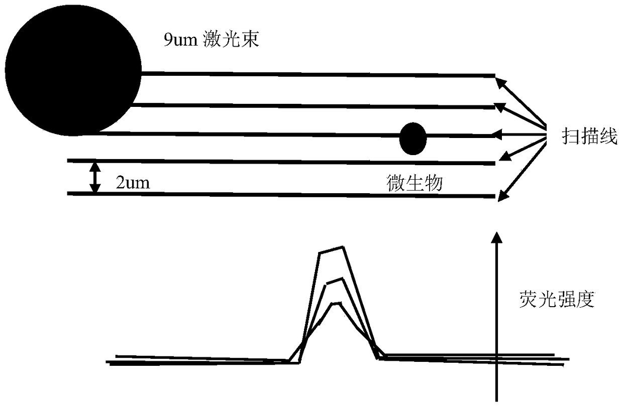 Trace microorganism rapid detection system