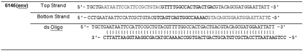 A kind of siRNA recombination interference vector based on the conserved sequence of J subgroup avian leukosis virus env gene and its preparation method and application