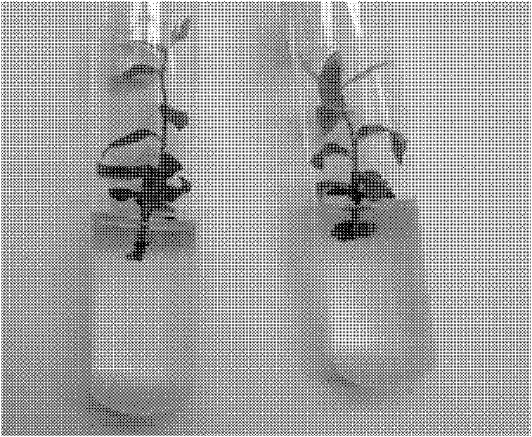 Blueberry tissue culture method and special culture medium thereof