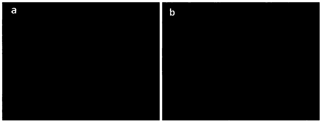 Preparation method of dental pulp stem cells (DPSCs)